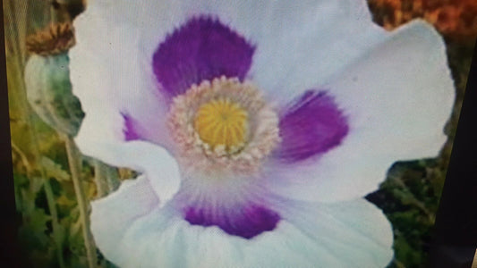 Poppy Seeds 1 lb White Purple Flower Seeds Papaver somniferum