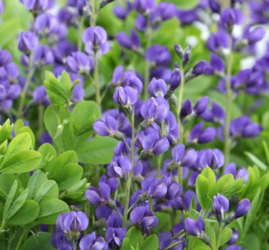 Wild Indigo Seeds - 50 Non-GMO Butterfly Host Plant Seeds - Baptisia australis - Blue Flowers Perennial