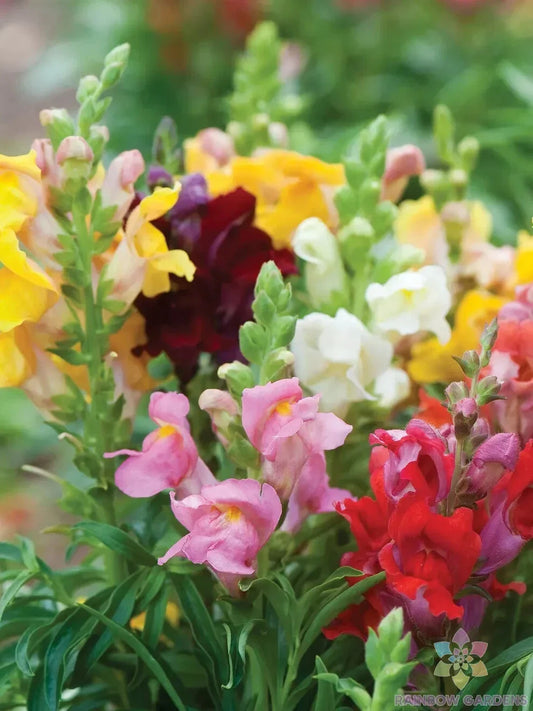 Cinderella Snapdragon Seeds - 1000+ Pack for Garden Planting - Antirrhinum majus - USA Grown - Free Shipping