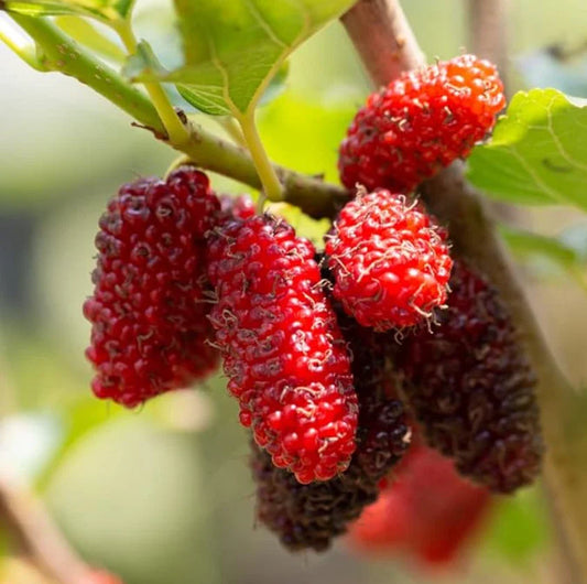 Live Red Mulberry Plant - 16-24" Tall - Bare Root - Morus rubra - 1 to 2 Years Old