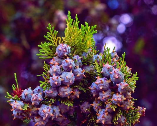 30 Oriental Arborvitae Tree Seeds for Planting - Platycladus orientalis - Evergreen, Drought-Resistant, Fast-Growing