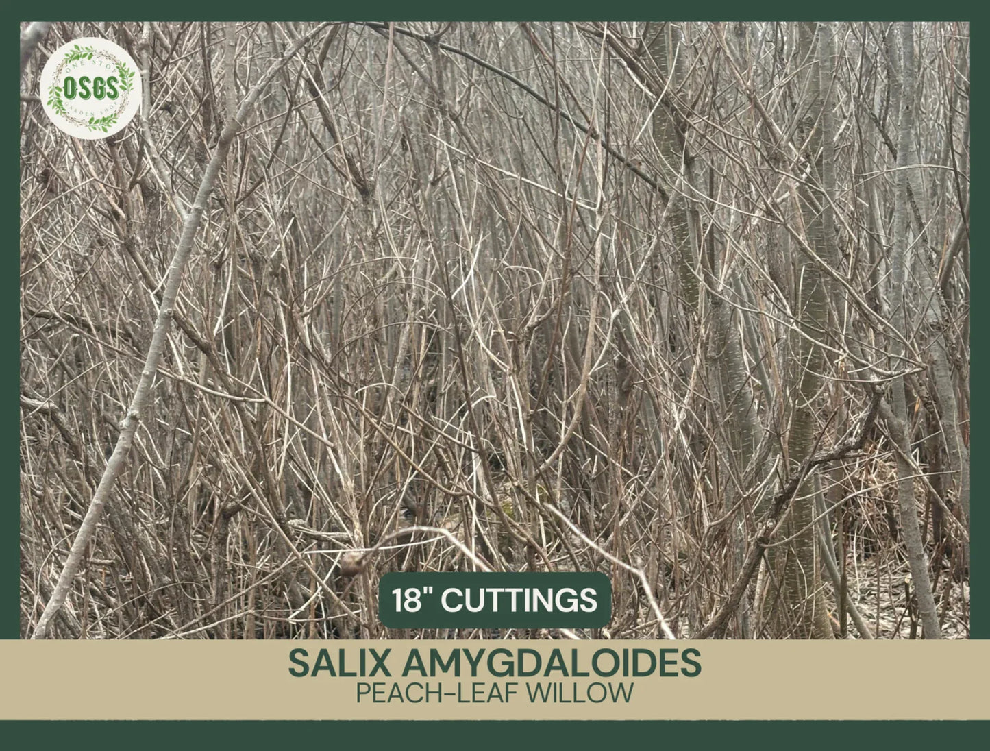 Fresh Unrooted Cuttings | Peach-Leaf Willow | Salix amygdaloides | 18" Fast-Growing Plant Cuttings