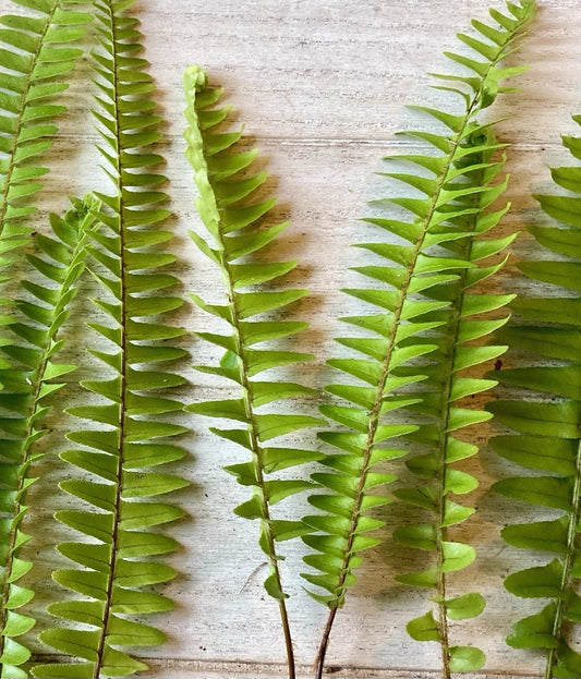 Rooted Ferns - 20 Count - Lush Green Indoor Plants - Perfect for Home Decor - Various Varieties