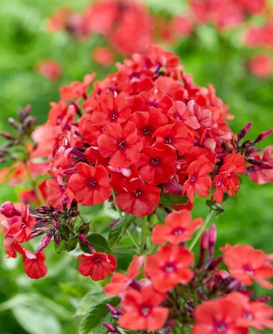 Red Volcano Phlox Seeds - 100+ Count for Garden Planting - Phlox paniculata - USA Grown, Easy to Grow Flowers