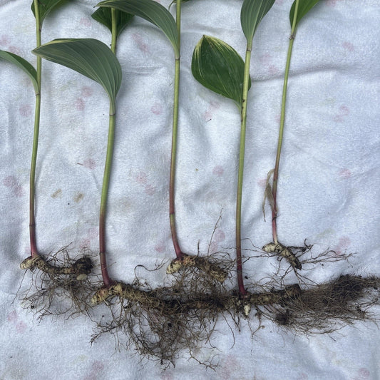 Variegated Leaf Solomon's Seal Live Plants - 5 Bare Root Rhizomes - Polygonatum biflorum