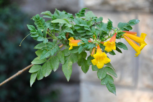 Yellow Trumpet Creeper Seeds, 80 Count, Campsis radicans Flava, Yellow Flowering Vine for Garden and Landscaping