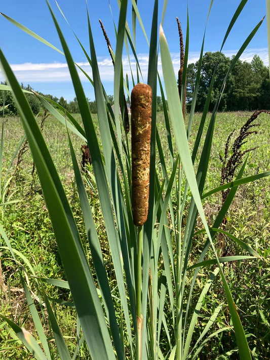 Cattail Plants - 5 Bareroot Live Plants - Typha Angustifolia - Aquatic Garden - Healthy & Ready for Water Transfer