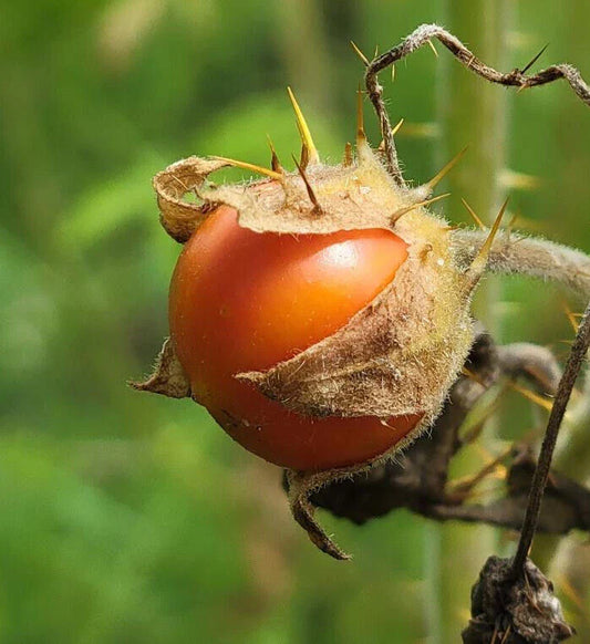 Litchi Tomato Seeds | 25 Seeds | Solanum Sisymbriifolium | Vila-Vila Variety for Florida Garden