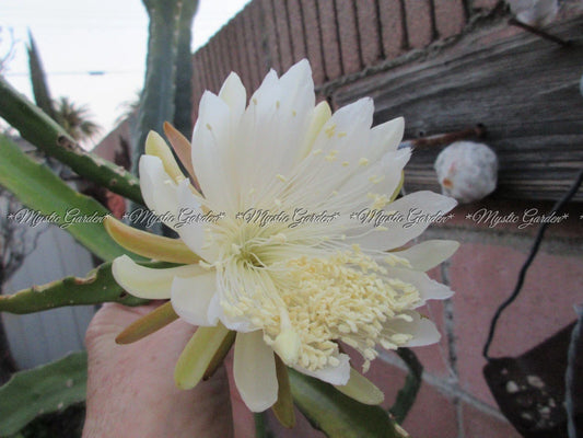 Weberocereus Tonduzii 1 Unroot Cutting - Exotic Cactus Plant for Propagation and Home Decor