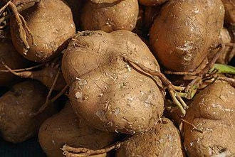 Thai Jicama Yam Bean Seeds 5 lb Tuber - Pachyrhizus erosus - Premium Quality, Shipped with Tracking