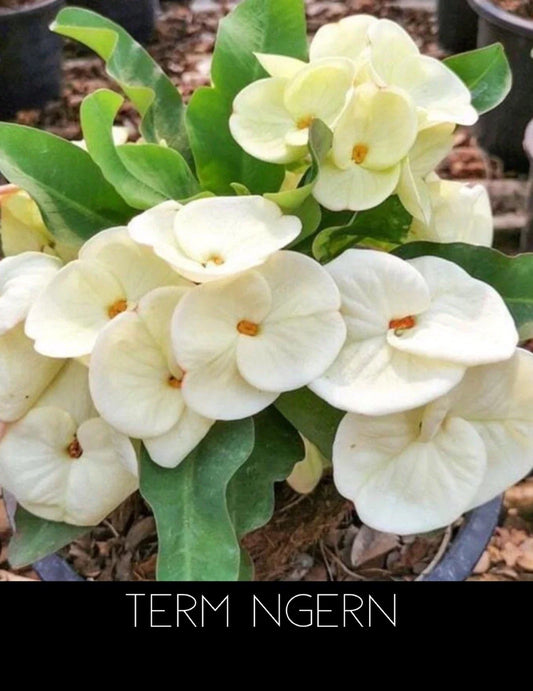 Crown of Thorns Plant - Rooted Thai Ngern Variety - Euphorbia Milii Corona De Cristo
