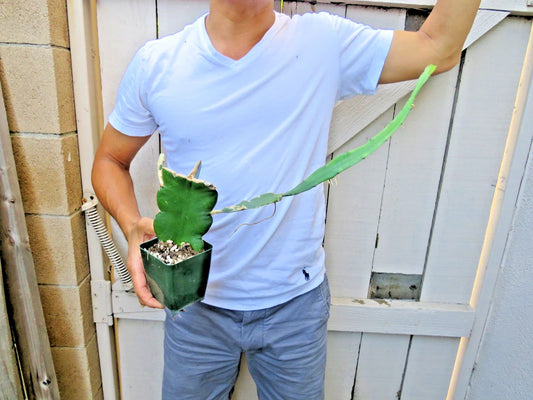 Dragon Fruit Succulent Cactus | Epiphyllum Pitahaya | Vibrant Tropical Plant
