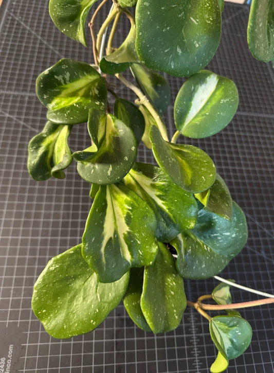 Hoya Cutting 1 Node Inner Variegated Splash Hoya obovata