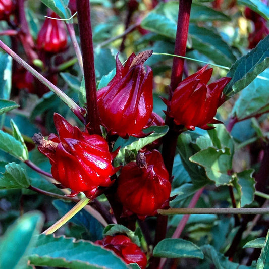 Roselle Seeds - Jamaican Sorrel, Florida Cranberry, Rare Luoshen Flower - Hibiscus sabdariffa