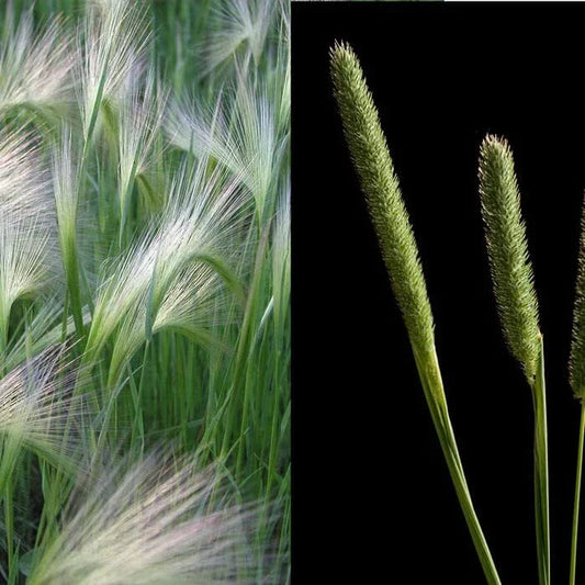 Creeping Meadow Foxtail 250 Seeds - Ideal for Landscaping - Alopecurus pratensis