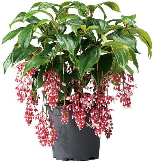Medinilla Plant Starter - Florinilla "MAGIC" - Live Well Rooted - Very Rare Medinilla magnifica