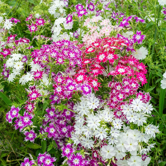 Phlox Seeds - 100+ Twinkle Tall Mix - Garden Planting - Phlox paniculata - USA - Free Shipping