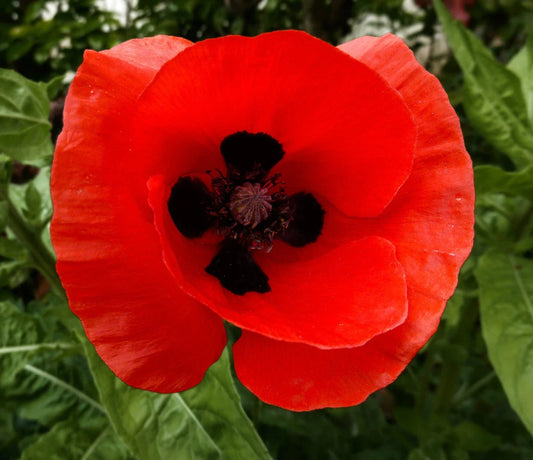 Corn Poppy Seeds - Red with Black Center - Papaver rhoeas