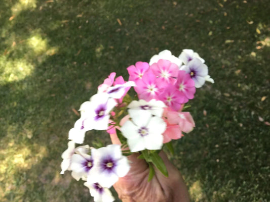 Phlox Long Stem Seeds Pack of 40 - Fresh Cutting Variety for Garden (Phlox paniculata)