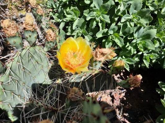 Opuntia Phaeacantha Cactus Plant | Desert Prickly Pear | Drought-Tolerant Succulent