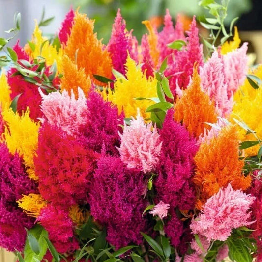 Pampas Plume Seeds - 100 Mixed Color - Celosia Variety - Plantable Ornamental Grass