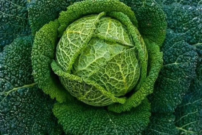 Savoy Perfection Cabbage Seeds - 1000+ Heirloom NON-GMO Fresh Seeds - Brassica oleracea