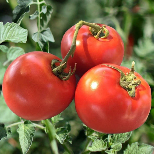 Heirloom Tomato Seeds - 10+ Organic Non-GMO Drought Resistant - Solanum lycopersicum