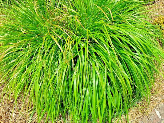 Lemongrass Seeds - 200+ Non-GMO Heirloom Mosquito Repellent Herb - Cymbopogon citratus - USA