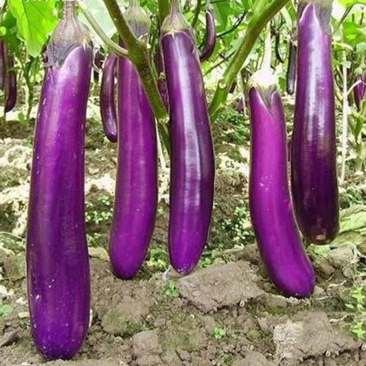 Long Purple Eggplant Seeds - 350pcs Heirloom Non-GMO Vegetable Seeds (Solanum melongena)