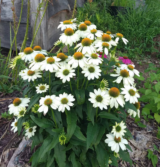 Echinacea "Pow Wow White" Live Perennial Starter Plants, 4 Plugs, 16-20" Tall, Attracts Pollinators, Echinacea purpurea