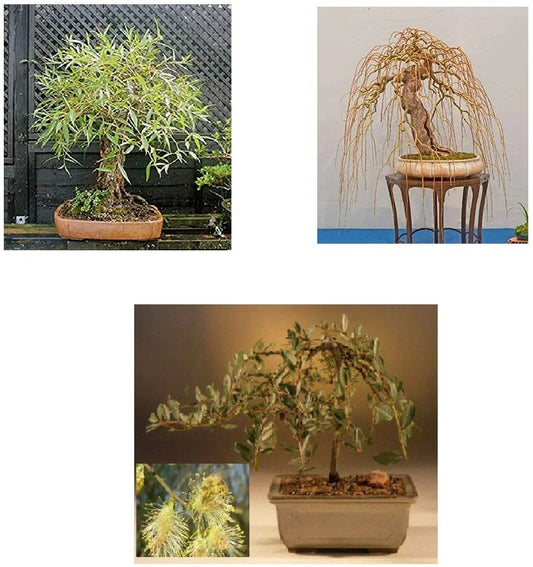 Bonsai Tree Bundle - 3 Rare Willow Varieties - Salix spp. - Live Plant Starts for Gardening and Home Decor
