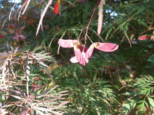 Tamukeama Japanese Maple Tree Seeds - 20 Seeds - Acer palmatum 'Tamukeama' - Ornamental, Drought-Tolerant, Hardy