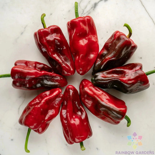 Poblano Sweet Pepper Seeds - 25+ Pack - Heirloom Variety - Capsicum annuum - Perfect for Garden Planting