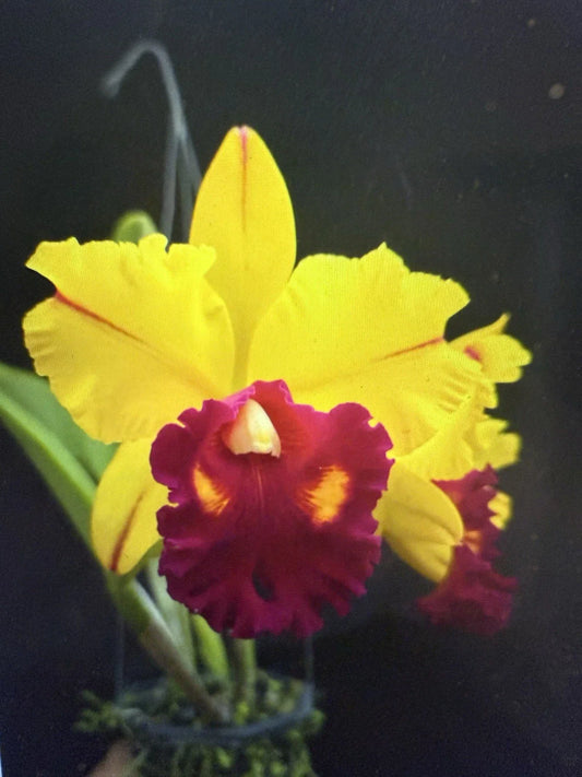 Orchid Plant 2" Pot Blc Tainan Gold Hawaii - Beautiful Tropical Blooming Orchid (Brassolaeliocattleya)