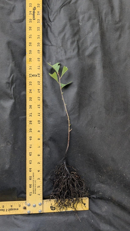 Persimmon Tree Live Bare Root 1–2 ft | Fruit Tree for Food Forest | Diospyros kaki | Edible Landscape | Cold Hardy Starter Plant