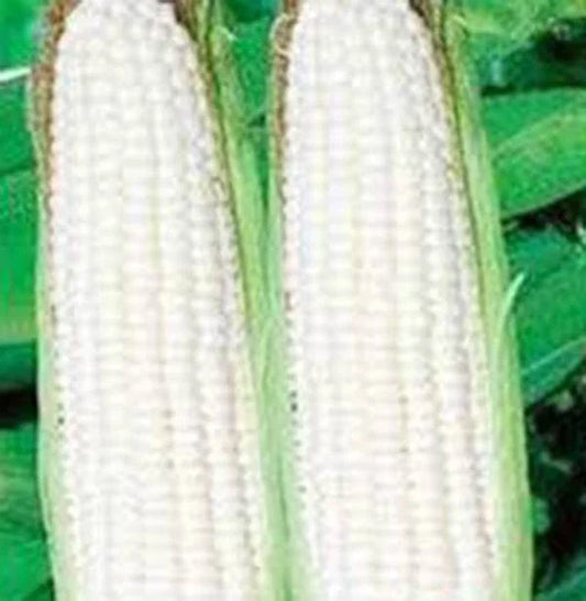 Heirloom Corn Seeds, White Stowell's Evergreen, 20+ Seeds, Deliciously Sweet