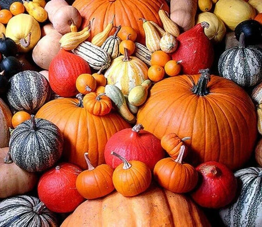 Pumpkin Seeds 12 Individual Packs Primo Pumpkin Patch Collection Cucurbita pepo