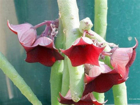 Huernia Pendula Plant - 3.5" Pot - Bootlace Huernia - Fully Rooted - Blooming Size Succulent