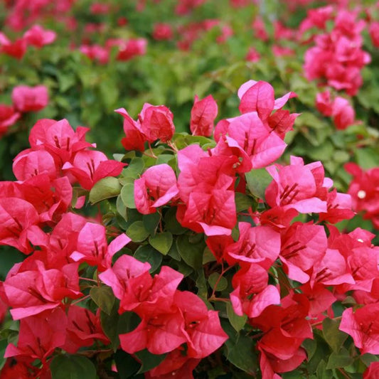 Bougainvillea Starter Plant - JUANITA HATTE Variety - Bare Root - Well Rooted Bougainvillea (Bougainvillea spp.)