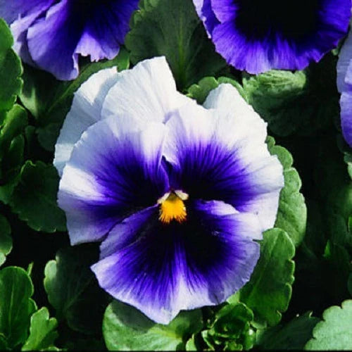 Pansy Seeds 50 Pack Beaconsfield Flower Seeds Viola tricolor