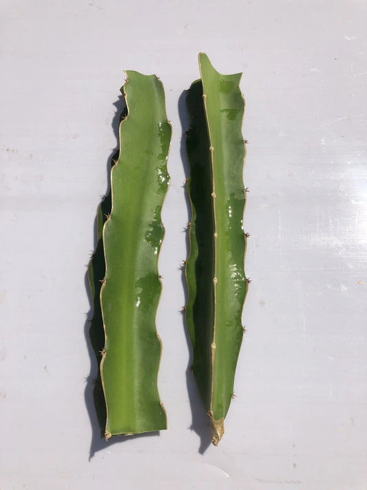 Dragon Fruit Cutting 6"-8" Pitaya Cactus Fresh Ready to Plant No Root - Unique Tropical Plant for Home Garden