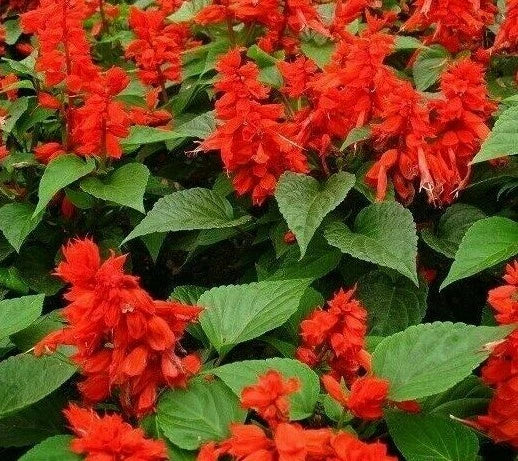 Scarlet Sage Flower Seeds 200+ Salvia coccinea Ornamental Garden Seeds, Free Shipping