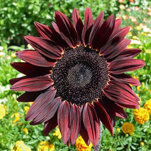 Chocolate Cherry Sunflower Seeds - 50+ Heirloom Organic Non-GMO - Rare Variety (Helianthus annuus)