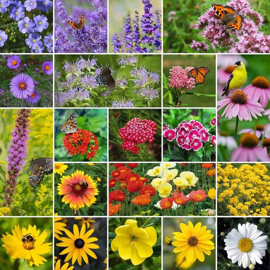 Mixed Perennial Wildflower Seeds - 200 Pack - Diverse Colors and Varieties - Native to North America