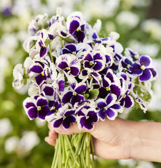 Pansy Seeds - 200 Count - Swiss Giants SILVERBRIDE Purple Blue - Cool Weather Container Plant - Viola × wittrockiana