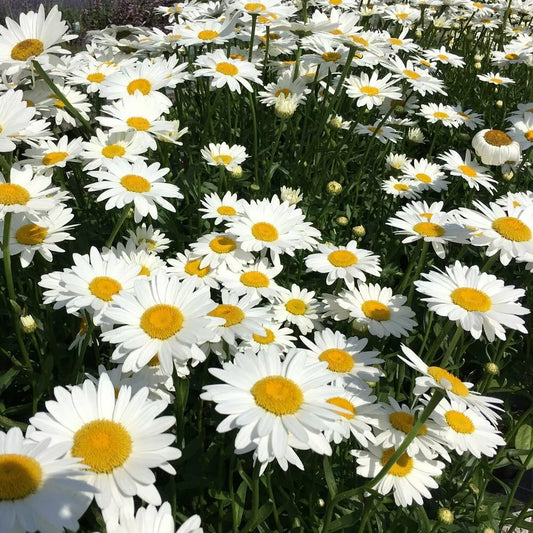 Shasta Daisy Seeds - 250+ Perennial White Flower Seeds - Leucanthemum × superbum - USA Seller, Free Shipping