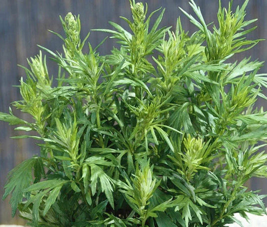 Mugwort Seeds 1000+ Count | Medicinal Culinary Perennial Herb | Artemisia vulgaris | USA Grown