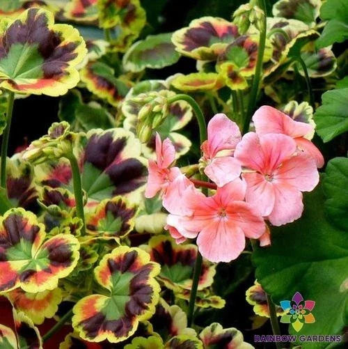 Mrs. Henry Cox Geranium Seeds - 25+ Crazy Colors - Ideal for Garden - Pelargonium x hortorum