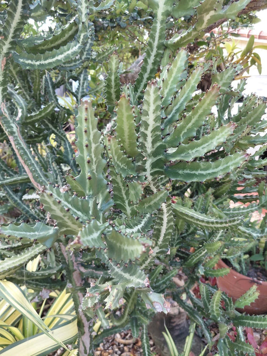 Large Rooted Dragon Bones Cactus Plant - Euphorbia Lactea Candelabra Milk Stripe - Unique Decorative Succulent