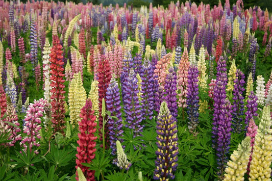Russell Lupine Seeds, Mixed Colors, Lupinus polyphyllus, Non-GMO, Garden Flower Seeds